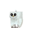 Owl Snow