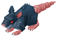 Rat