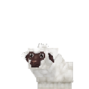 Sheep Lamb
