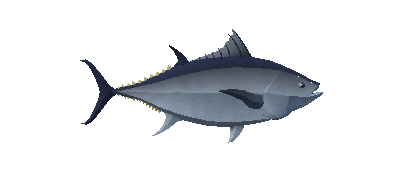 Bluefin Tuna