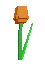 Orange Tulip