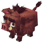 Boar
