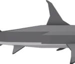 Great Hammerhead Shark