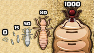 Dung Beetle Simulator