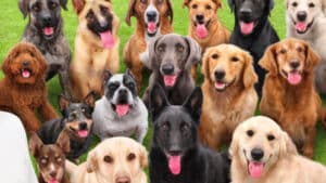 Raise Dogs And Prove Dad Wrong