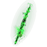 Whispering Tentacles